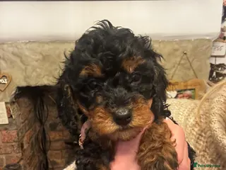 Miniature Poodle dogs KC Miniature Poodles- Bred for your family… - Advert 2