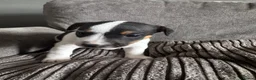 Jack Russell dogs for sale: Jack Russell  in Aylesford - Advert 6