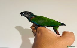Conures birds for sale: Hand reared conures for sale - Image 24
