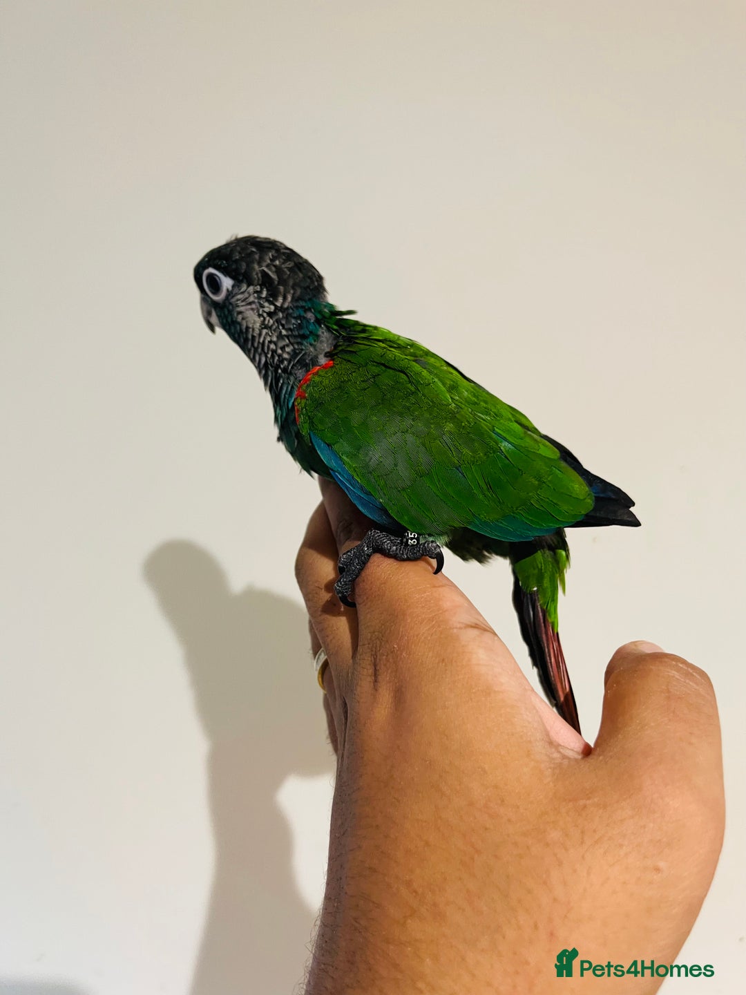 Conures birds for sale: Hand reared conures for sale - Image 24