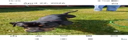 Mixed Breed dogs for sale: Dachshund x Rottweiler  - Advert 10