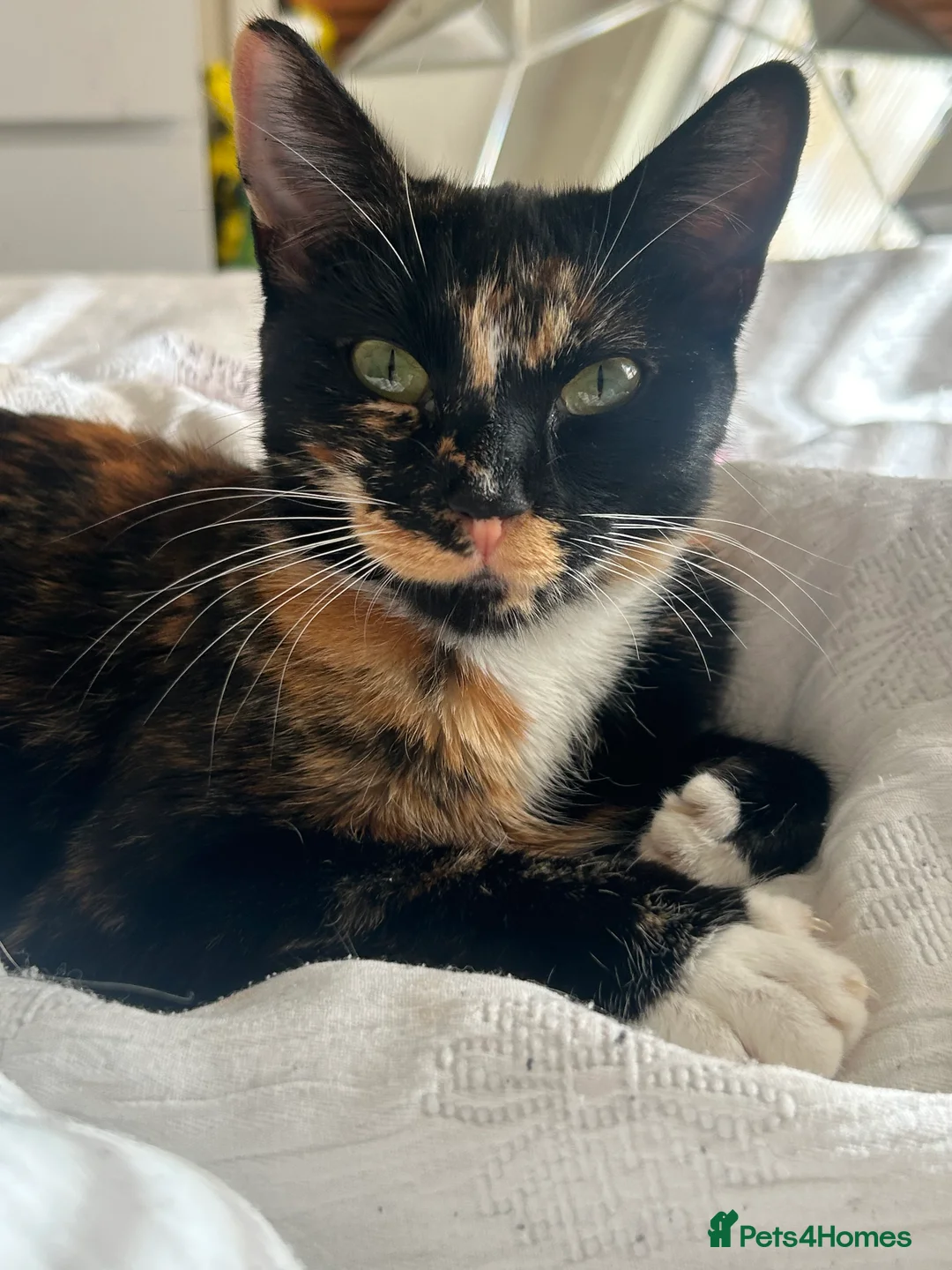 Mixed Breed cats for sale: 1 calico and 1 black and white kitten in Bangor - Advert 2