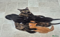 Somali cats for sale: One blue eyed boy left  in Coventry - Image 1