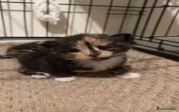 Mixed Breed cats for sale: 2 beautiful kittens - Image 11