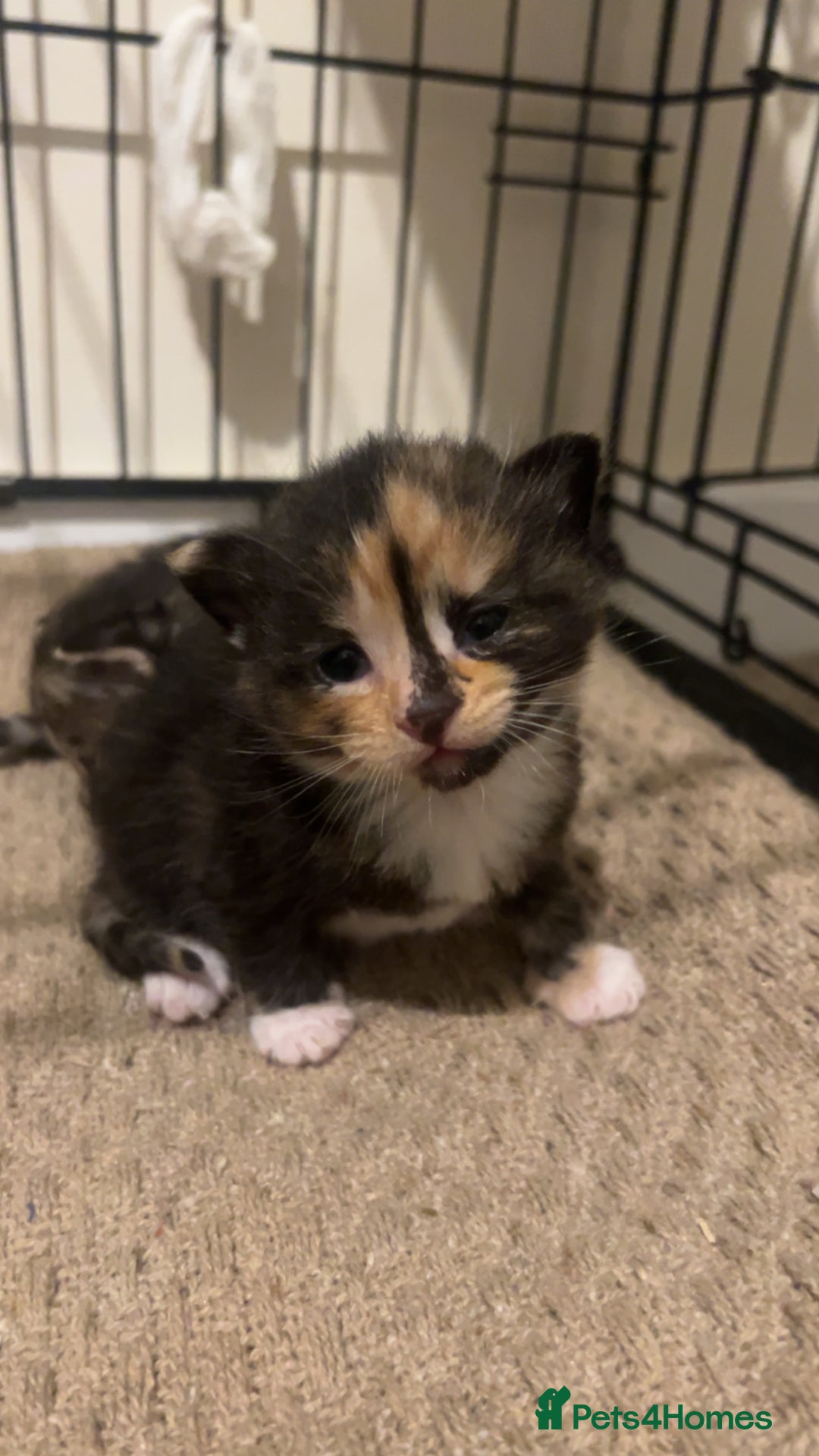 Mixed Breed cats for sale: 2 beautiful kittens - Image 11