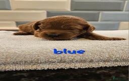 Cockapoo dogs for sale: Beautiful PRA F1B puppies - Image 8