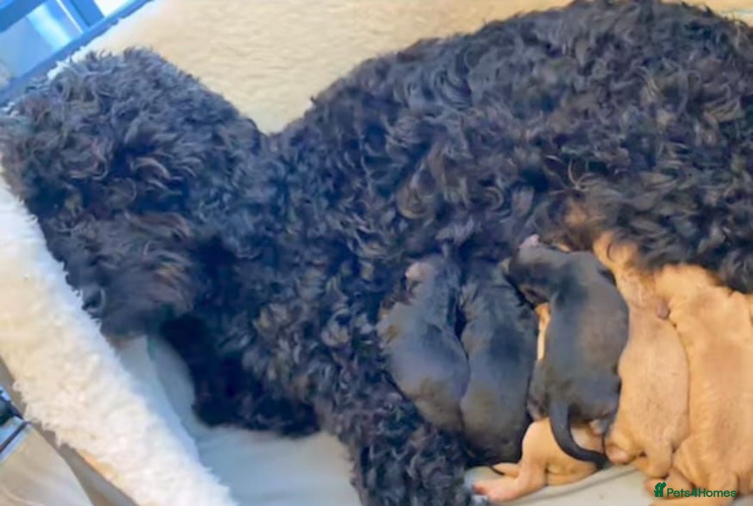 Cockapoo dogs for sale: Cockapoo Puppies  - Image 8