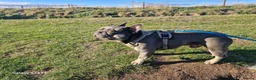 French Bulldog dogs for stud: Stunning French Bulldog For Stud - Advert 5