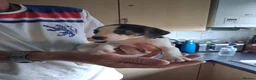 Beagle dogs for sale: Beagle in Bridgwater - Advert 3