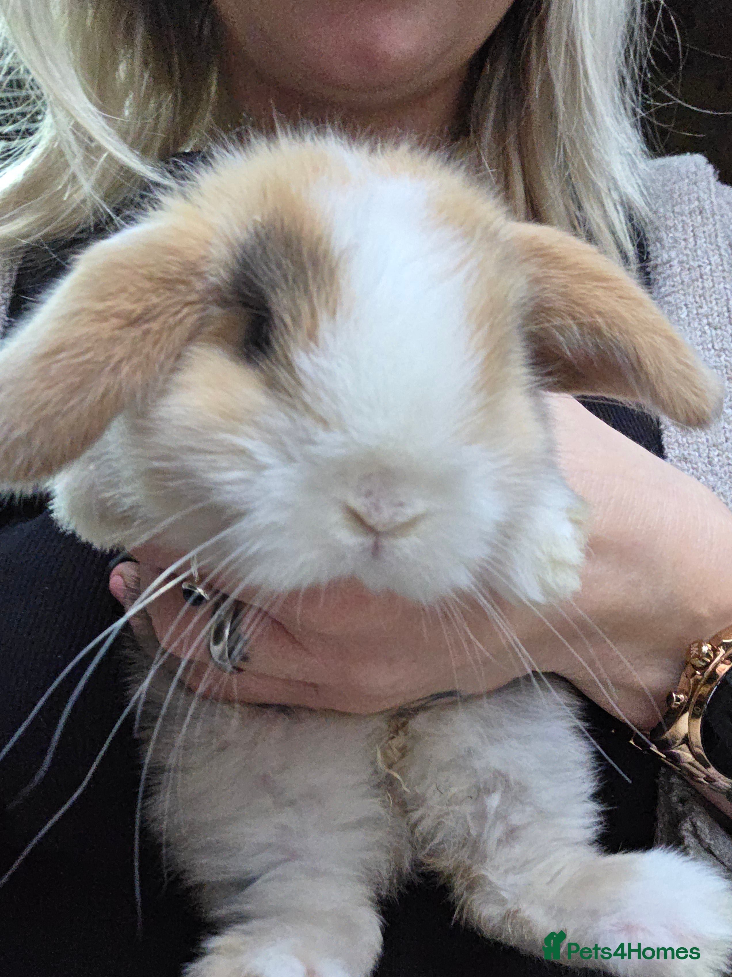 Mini Lop rabbits Purebred Mini Lop * LAST REMAINING GIRL* - Advert 3