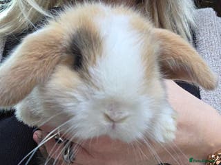 Mini Lop rabbits Purebred Mini Lop * LAST REMAINING GIRL* - Advert 2