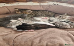 Mixed Breed cats for sale: British short-hair cross kittens - Image 6