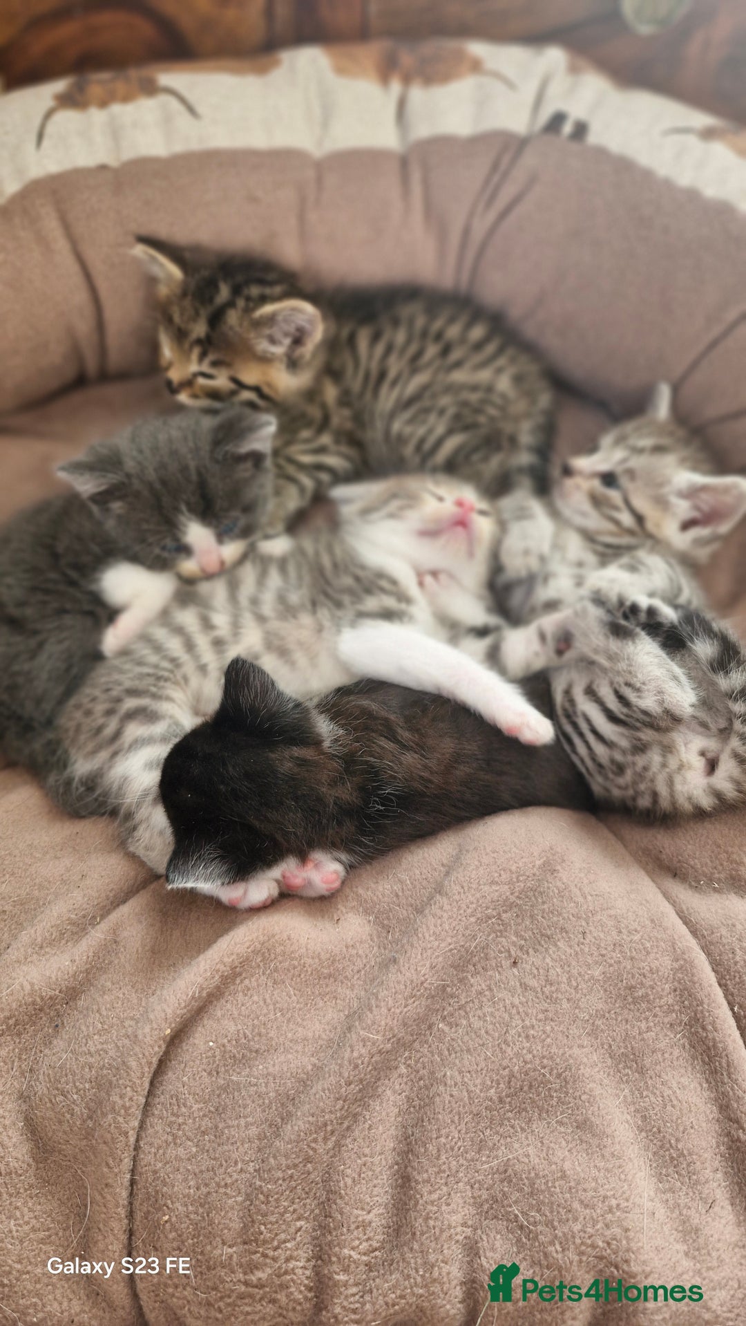 Mixed Breed cats for sale: British short-hair cross kittens - Image 6