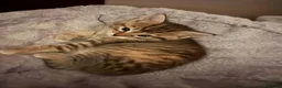 American Bobtail cats for sale: 2 beautiful kittens  - Advert 9