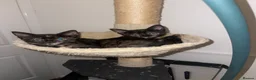 Mixed Breed cats for sale: Female kittens for sale  - Advert 15