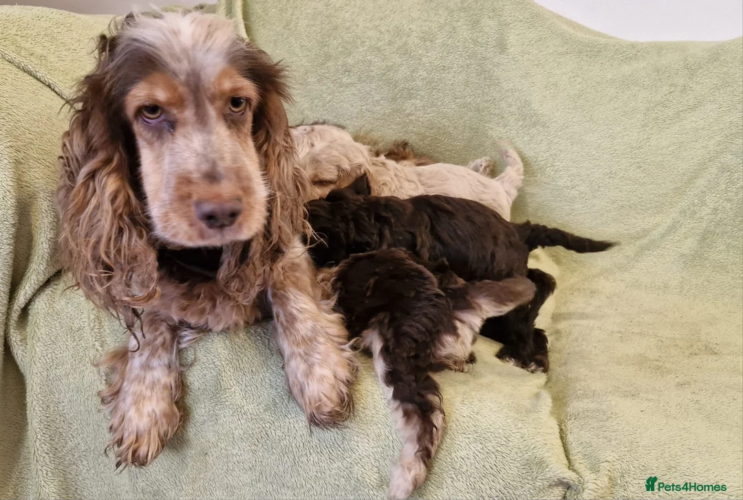 Cockapoo dogs for sale: Cockapoo in Norwich - Advert 12