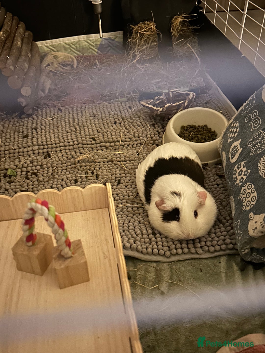 Guinea Pig rodents for sale: 2 Female Guinea Pigs - Advert 7