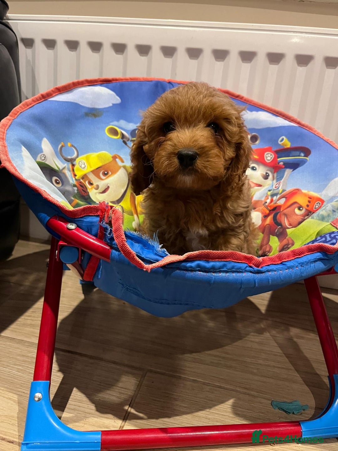 Cavapoo dogs for sale: F1 Cavapoo puppies - Image 5