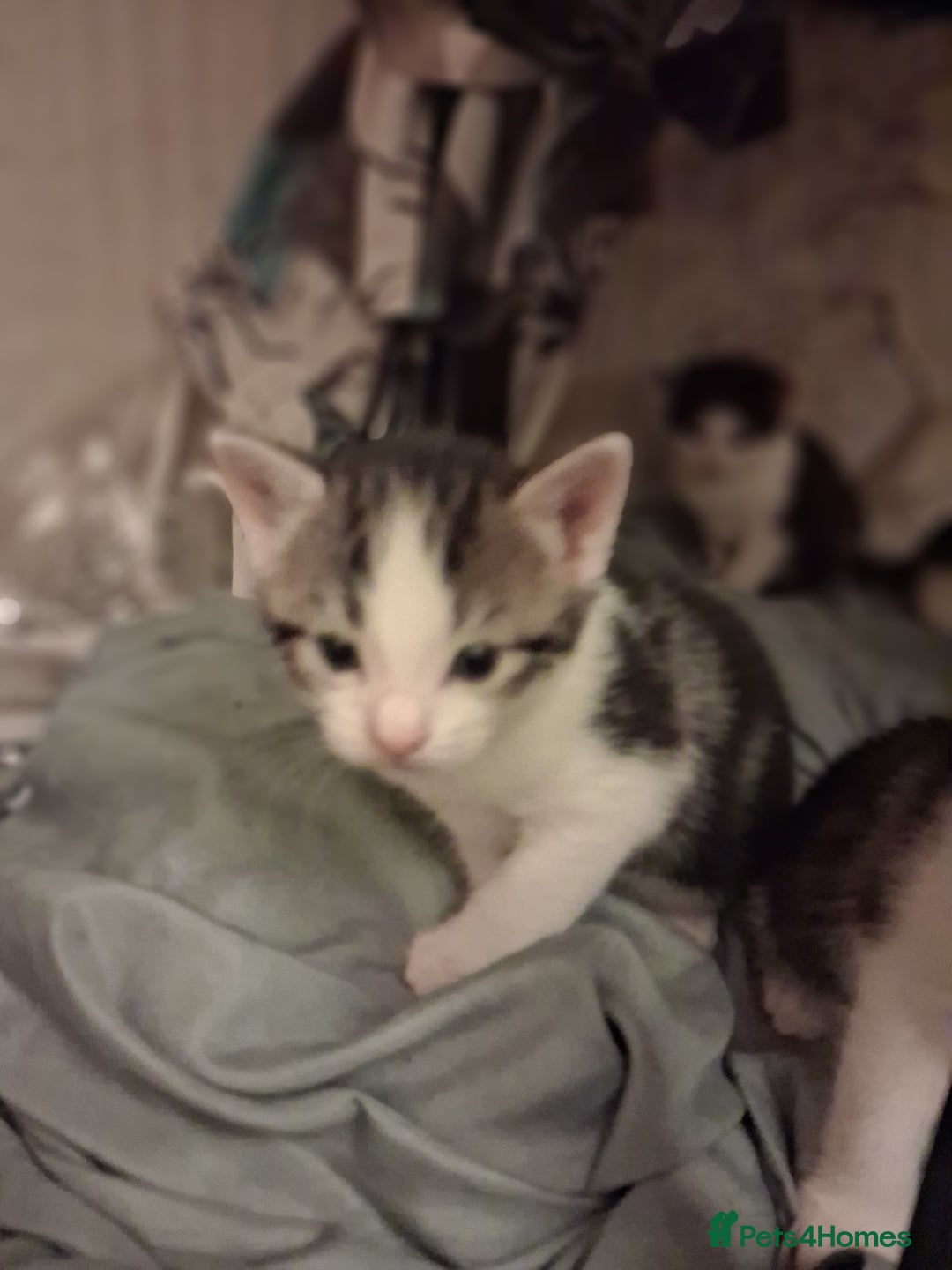 British Shorthair cats for sale: Kittens for sale  - Advert 5