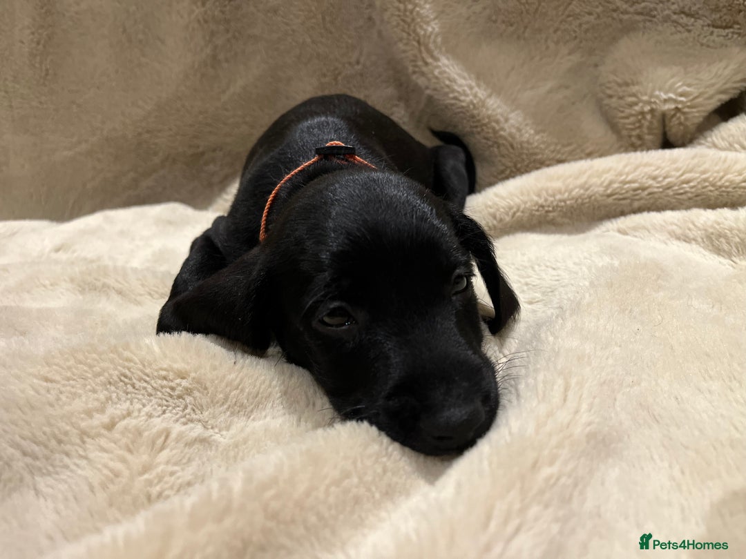 Mixed Breed dogs for sale: Springer Schnoodle puppies  - Advert 8