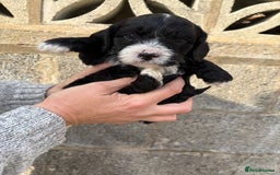 Cavapoo dogs for sale: Gorgeous male cavapoo puppies  - Image 5