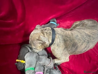 Staffordshire Bull Terrier dogs for sale: Stunning blue Staffordshire bull terrier puppies - Advert 1