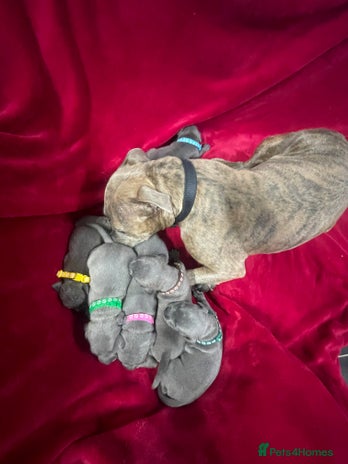 Staffordshire Bull Terrier dogs Stunning blue Staffordshire bull terrier puppies - Advert 1