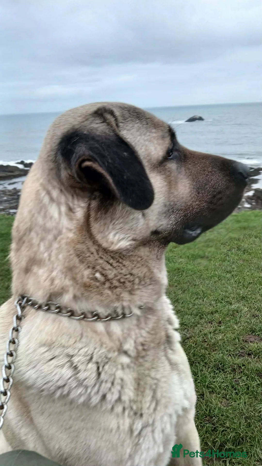 Turkish Kangal dogs for sale: PEDIGREE TURKISH KANGAL PUPPIES - Advert 2