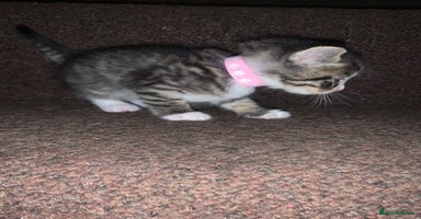 Mixed Breed cats - Advert 10