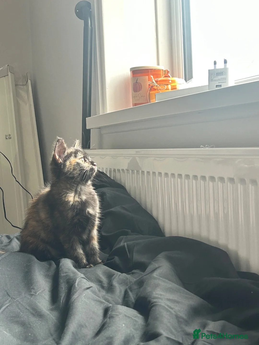 Ragdoll cats for sale: Ragdoll cross GIRL READY TO GO 🩷🩷 in Bromley - Advert 6