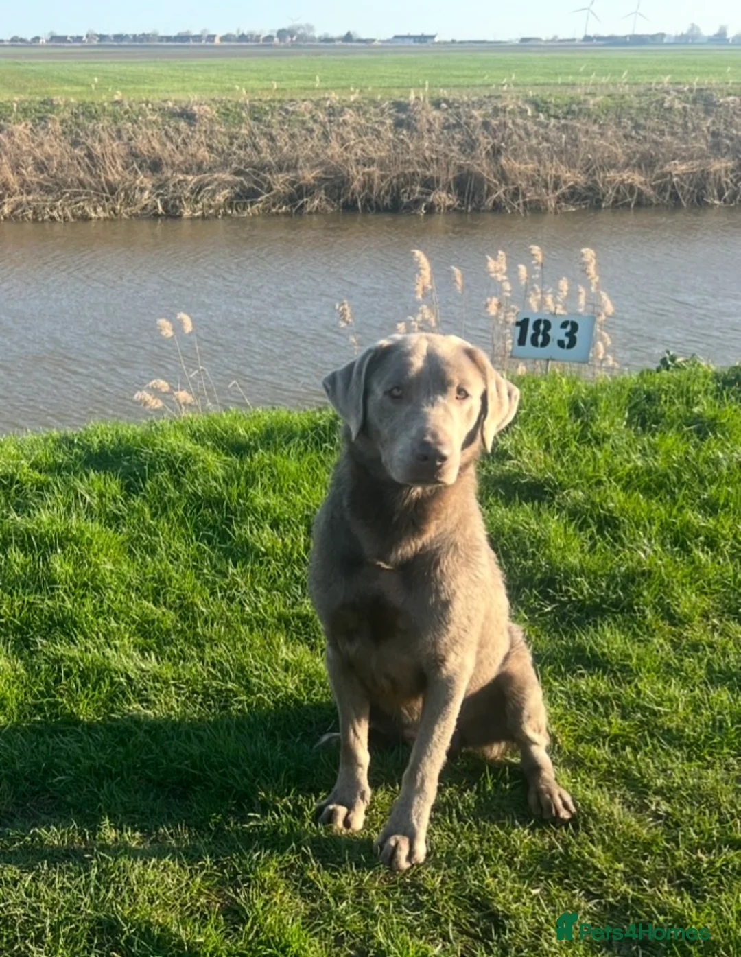 Labrador Retriever dogs for stud: Silver Labrador Stud  - Advert 2