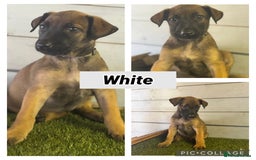 Belgian Shepherd Dog dogs for sale: Belgian malinois puppies  - Image 19