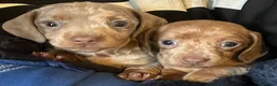 Miniature Dachshund dogs for sale: Kc dapple babies ready  **  weekend  in Leigh - Advert 5