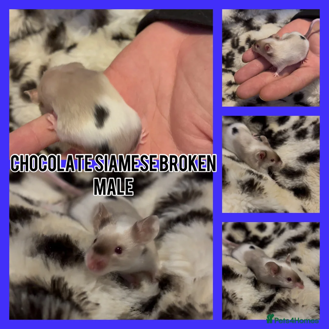 Mouse rodents for sale: Fancy mice ready now  - Advert 1