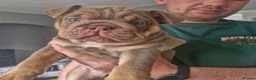 English Bulldog dogs for sale: READY TO LEAVE KC REG BLUE TRI ENGLISH BULLDOGS  - Advert 20