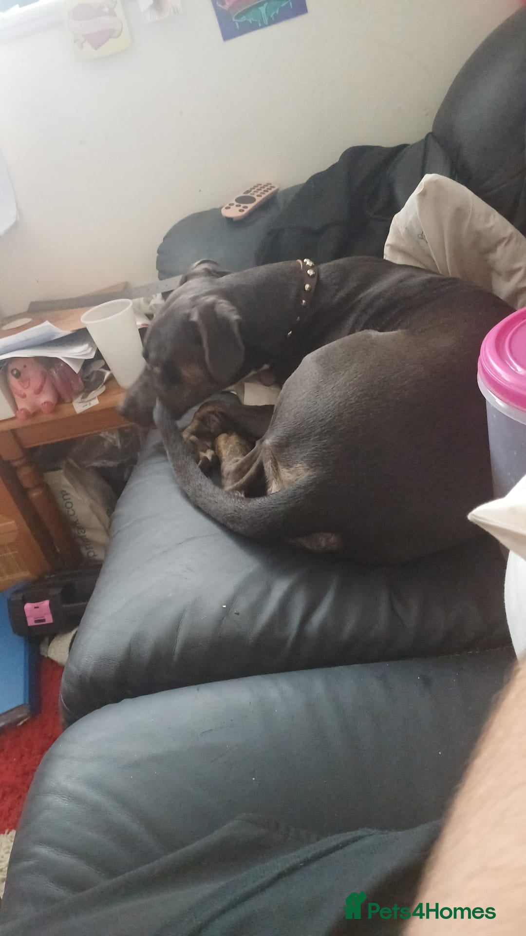 Mixed Breed dogs for sale: Blue need a new home asap - Image 3