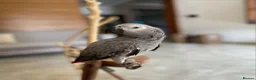Parrots birds for sale: Timneh African Grey Parrots for sale in Leeds - Advert 3