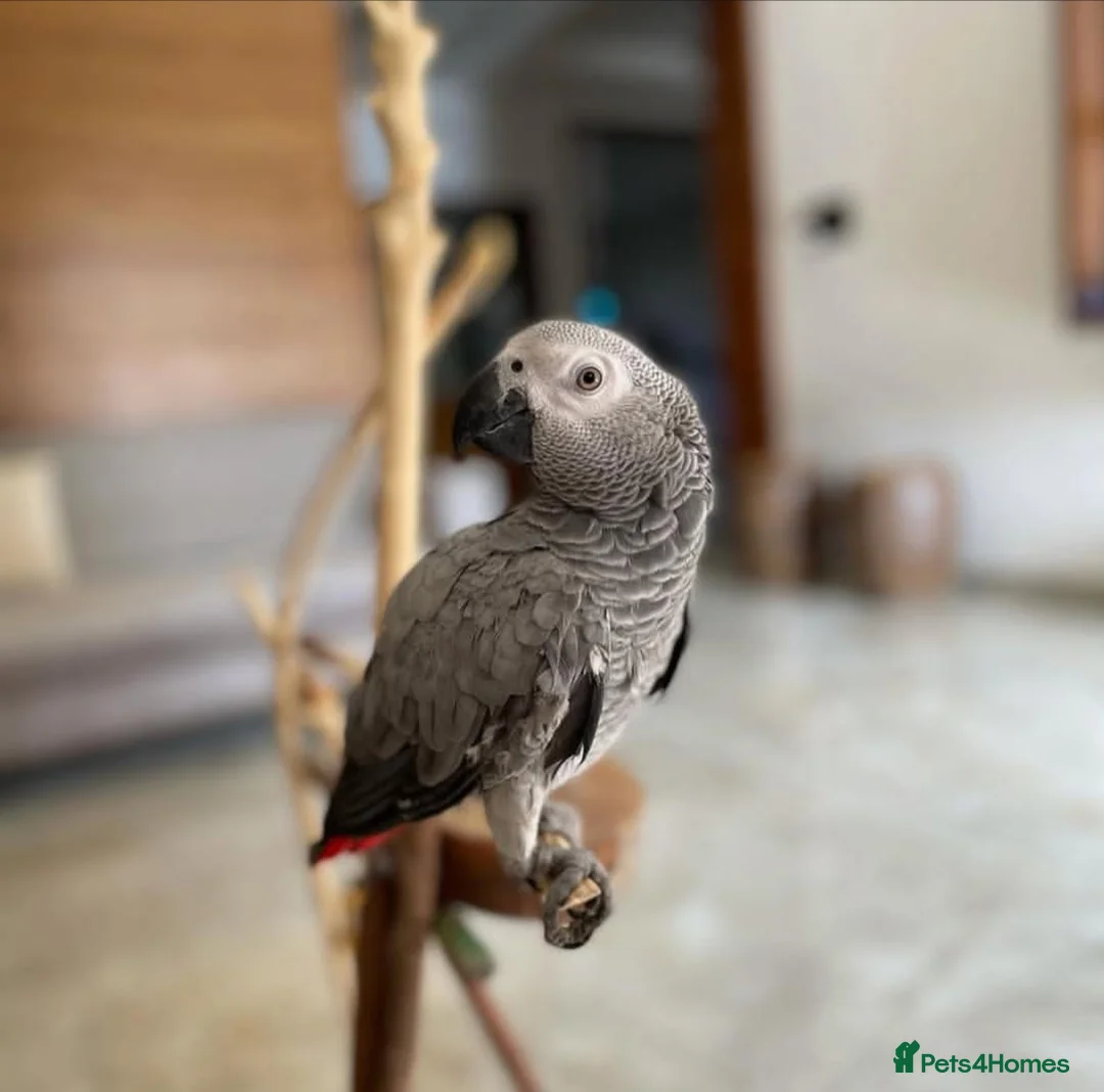 Parrots birds for sale: Timneh African Grey Parrots for sale in Leeds - Advert 3