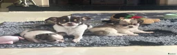 Pomchi dogs for sale: Beautiful female pomchi - Advert 3