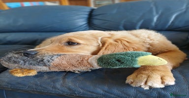 Golden Retriever dogs - Advert 4