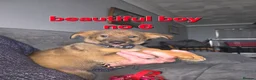 Mixed Breed dogs for sale: GERMAN SHEAPARD X ALASKAN MALAMUTE - Advert 4