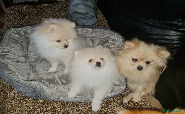 Pomeranian dogs - Advert 1