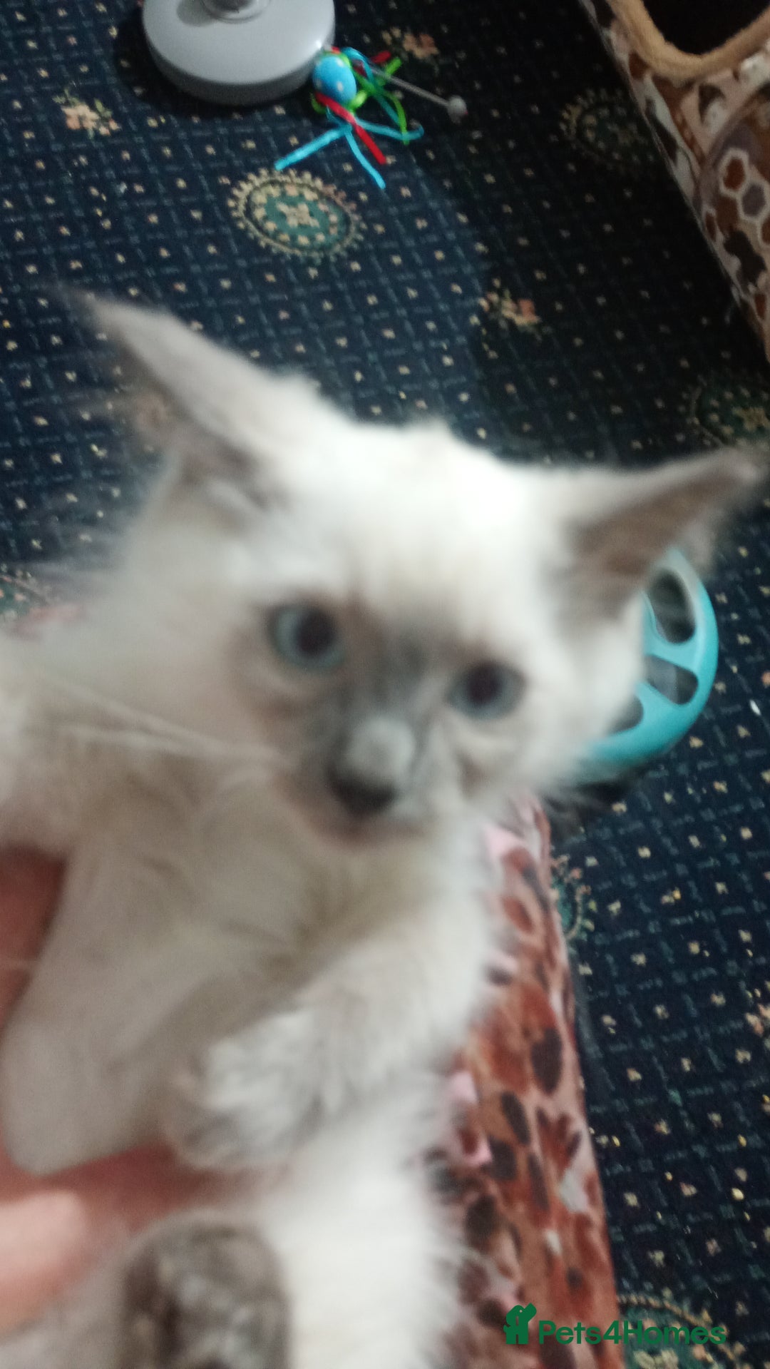 Ragdoll cats for sale: Pedigree Ragdolls for sale £495 - Image 28