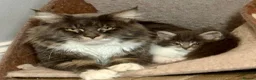 Mixed Breed cats for sale: Stunning Maine coon cross ragdoll kittens ready - Advert 5
