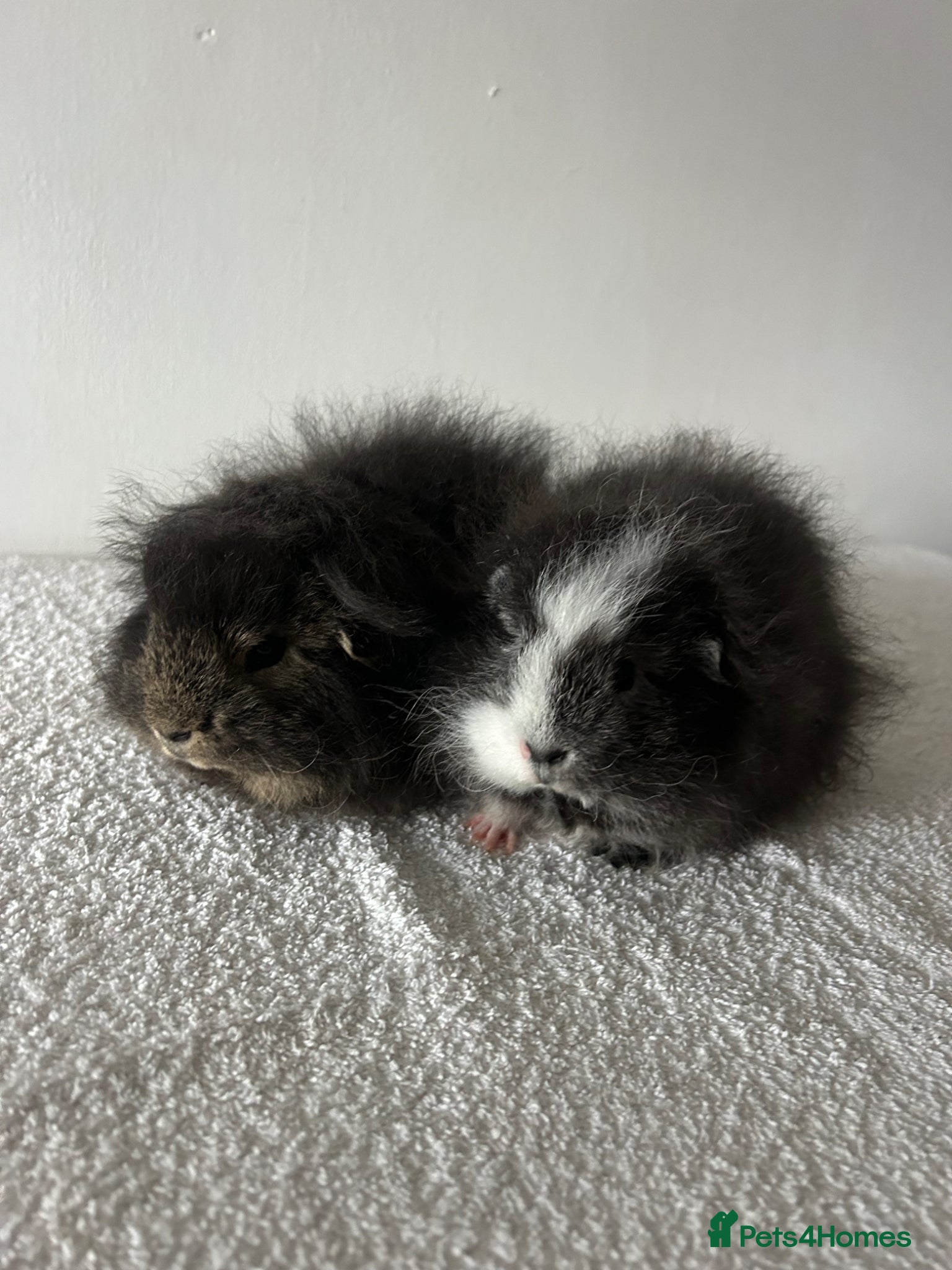 Guinea Pig rodents Swiss Guinea Pigs  - Advert 7