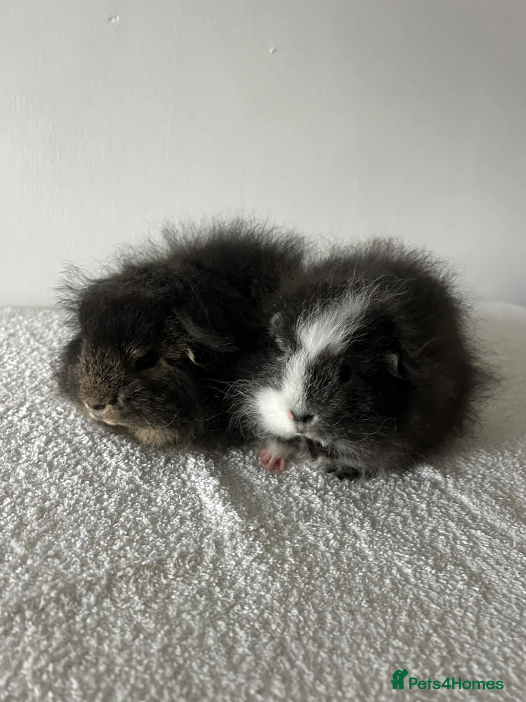 Guinea Pig rodents for sale: Swiss Guinea Pigs  - Advert 1