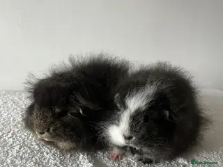 Guinea Pig rodents Swiss Guinea Pigs - Advert 7