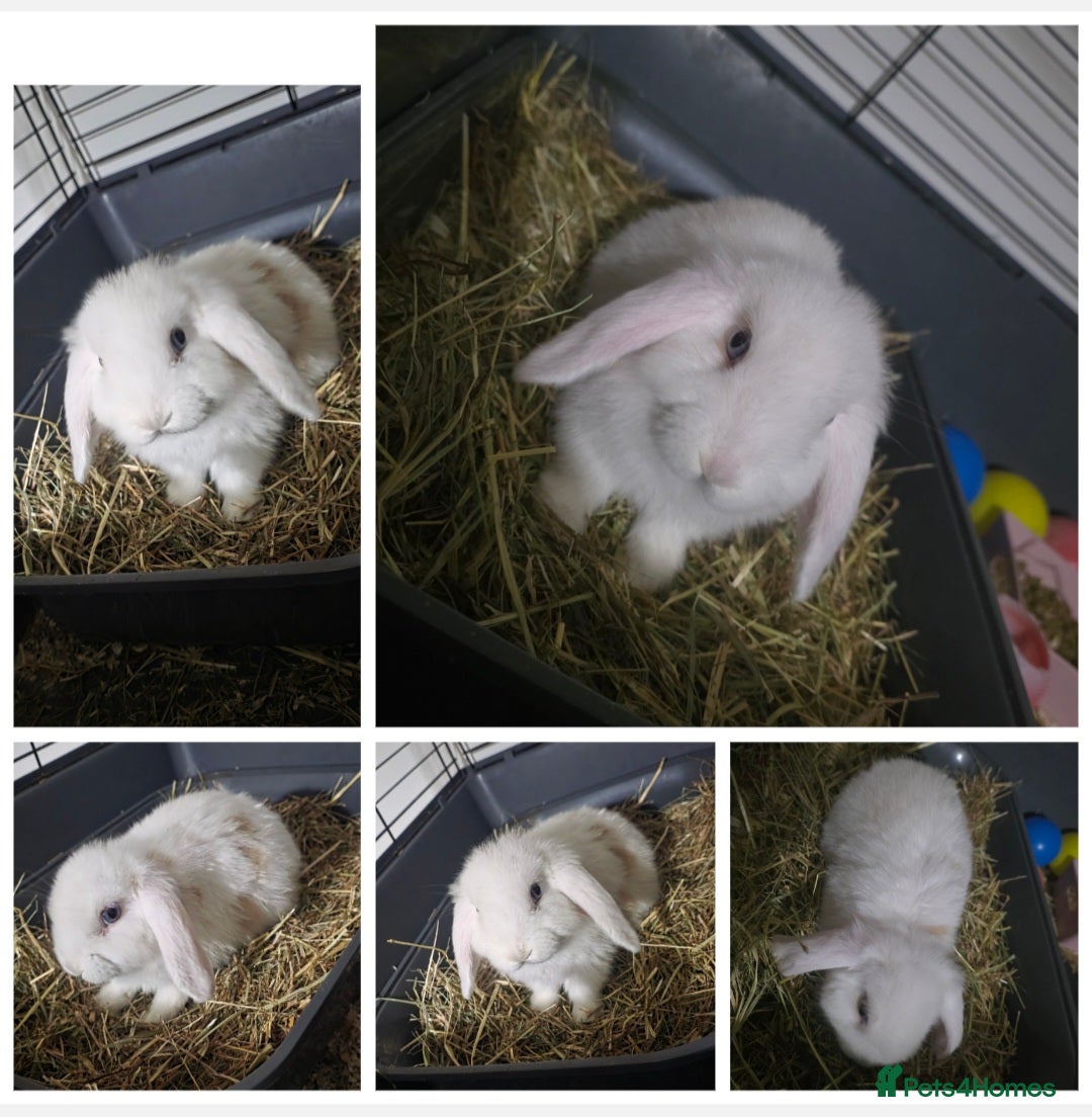 Mini Lop rabbits 2 beautiful mini lops left 1 boy 1 girl - Advert 1