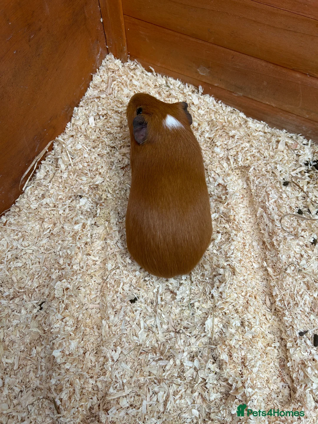Guinea Pig rodents for sale: 2 female guinea pigs  in Hertford - Advert 5