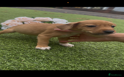 Jack Russell dogs for sale: Tri coloured Jack Russel pups  - Advert 9